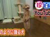ナニコレ珍百景 動画 2024年9月15日 240915