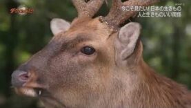 ダーウィンが来た！ 動画 2024年9月15日 240915