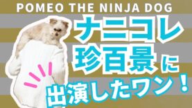 ナニコレ珍百景 動画 2024年9月22日 240922