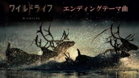 ワイルドライフ 動画 2024年10月14日 241014