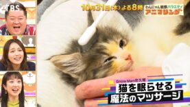 わんにゃん観察アニマリング 動画 2024年10月31日 241031