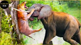 ワイルドライフ選 動画 2025年2月24日 250224