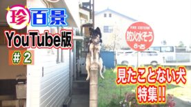 ナニコレ珍百景 動画 2025年3月23日 250323