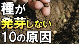 種から植えるTV 動画 2025年3月2日 250302