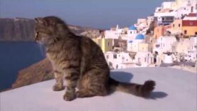 岩合光昭の世界ネコ歩き 動画　 ｍｉｎｉ「ショーウインドウのネコ」「ネコのゴロゴロ音」[字] 2025年4月11日 250411