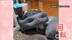 羽鳥慎一モーニングショー 動画 2025年4月14日 250414