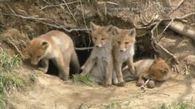 ダーウィンが来た！ 動画 2025年4月6日 250406