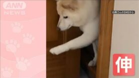 羽鳥慎一モーニングショー 動画 2025年4月7日 250407