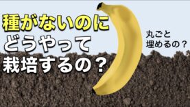 種から植えるTV 動画 2025年4月13日 250413
