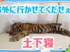 嗚呼!!みんなの動物園 動画 2025年11月15日 251115