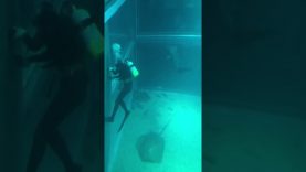 世界がほれた 絶品！翔ケース 京都×和菓子[字] 動画 2026年1月6日 260106